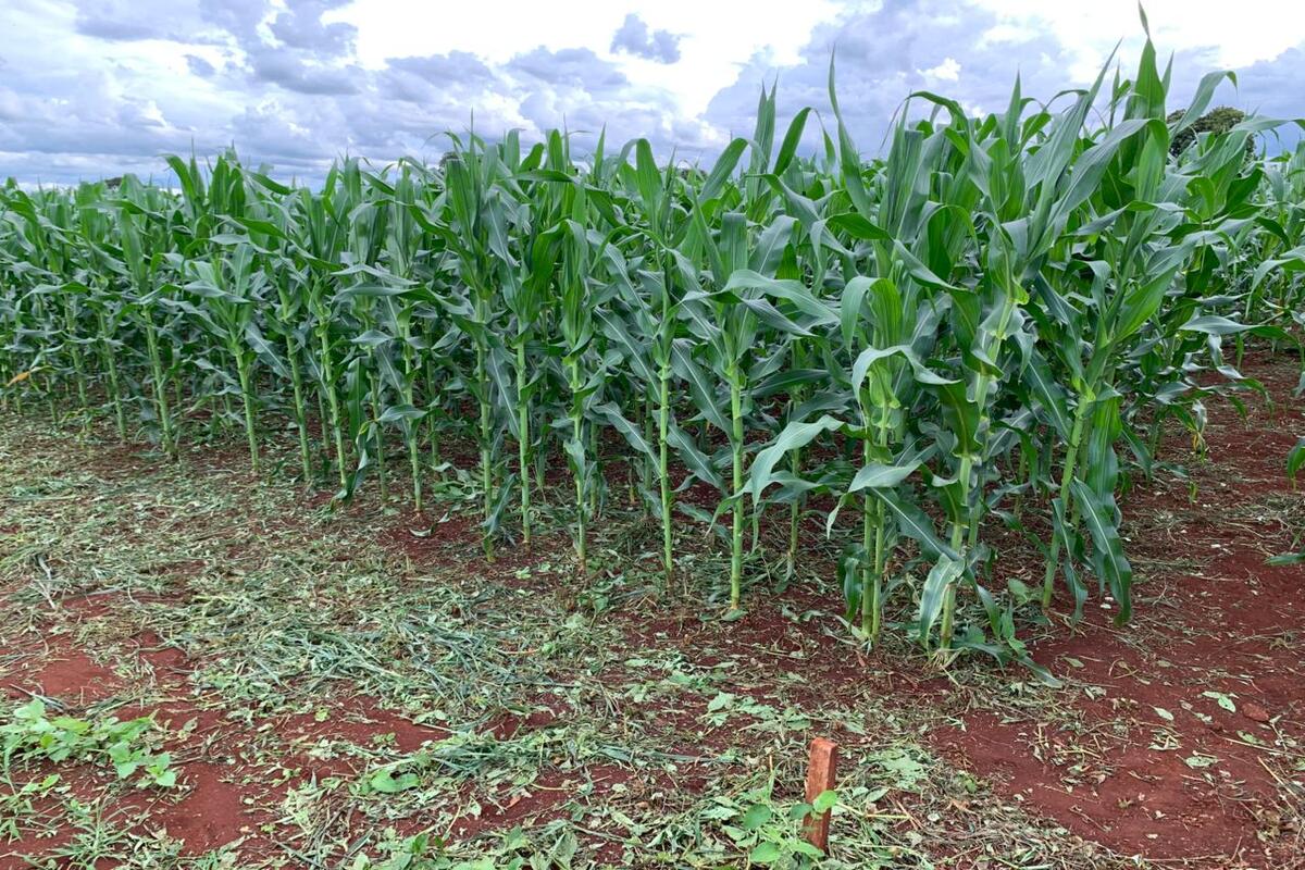 Atividade 5 - Panorâmica