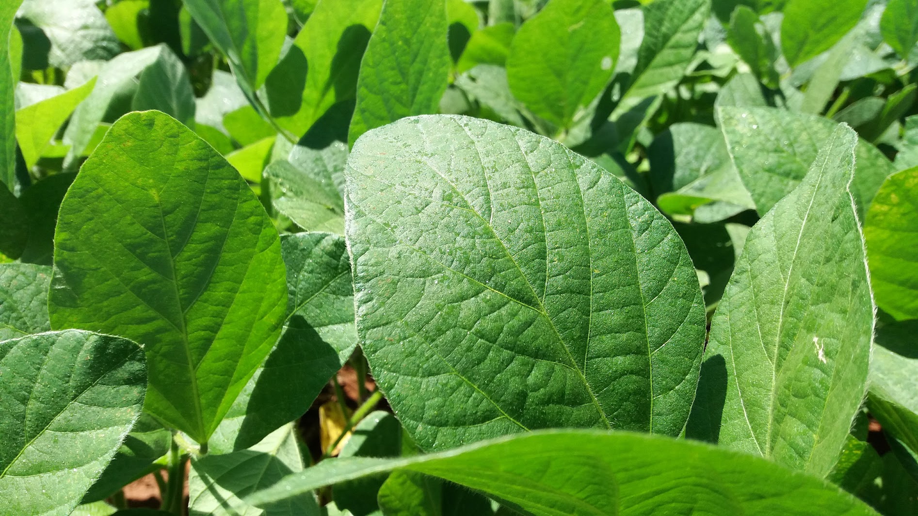 Atividade prática na Fazenda 1